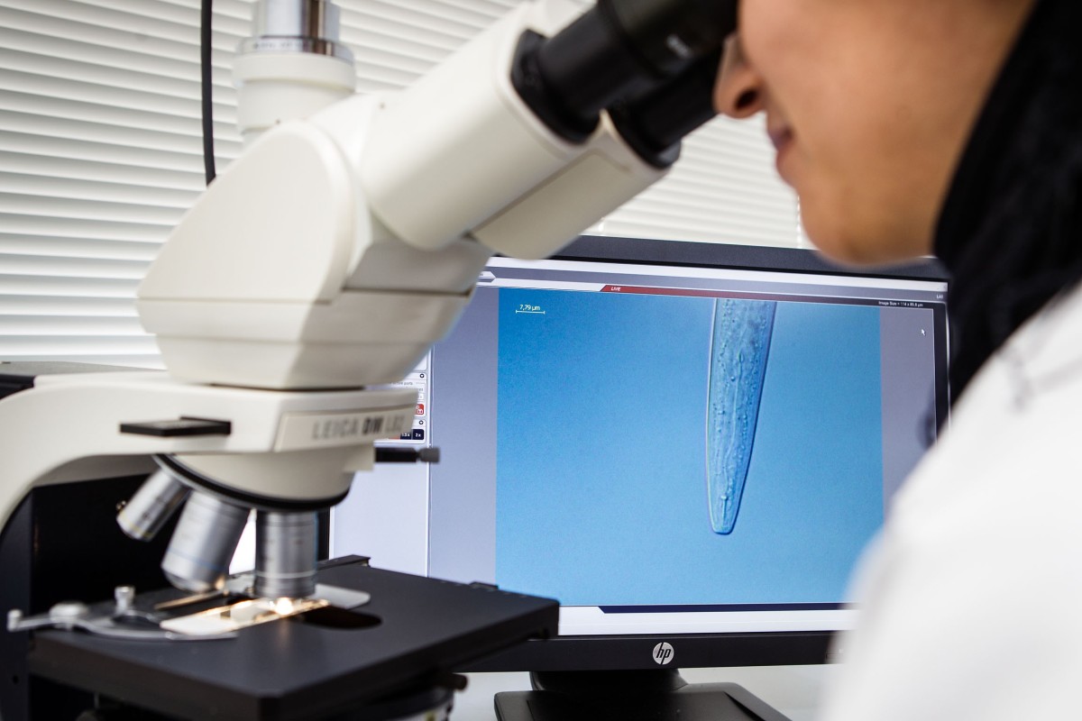 Microscopische beoordeling van een aaltje