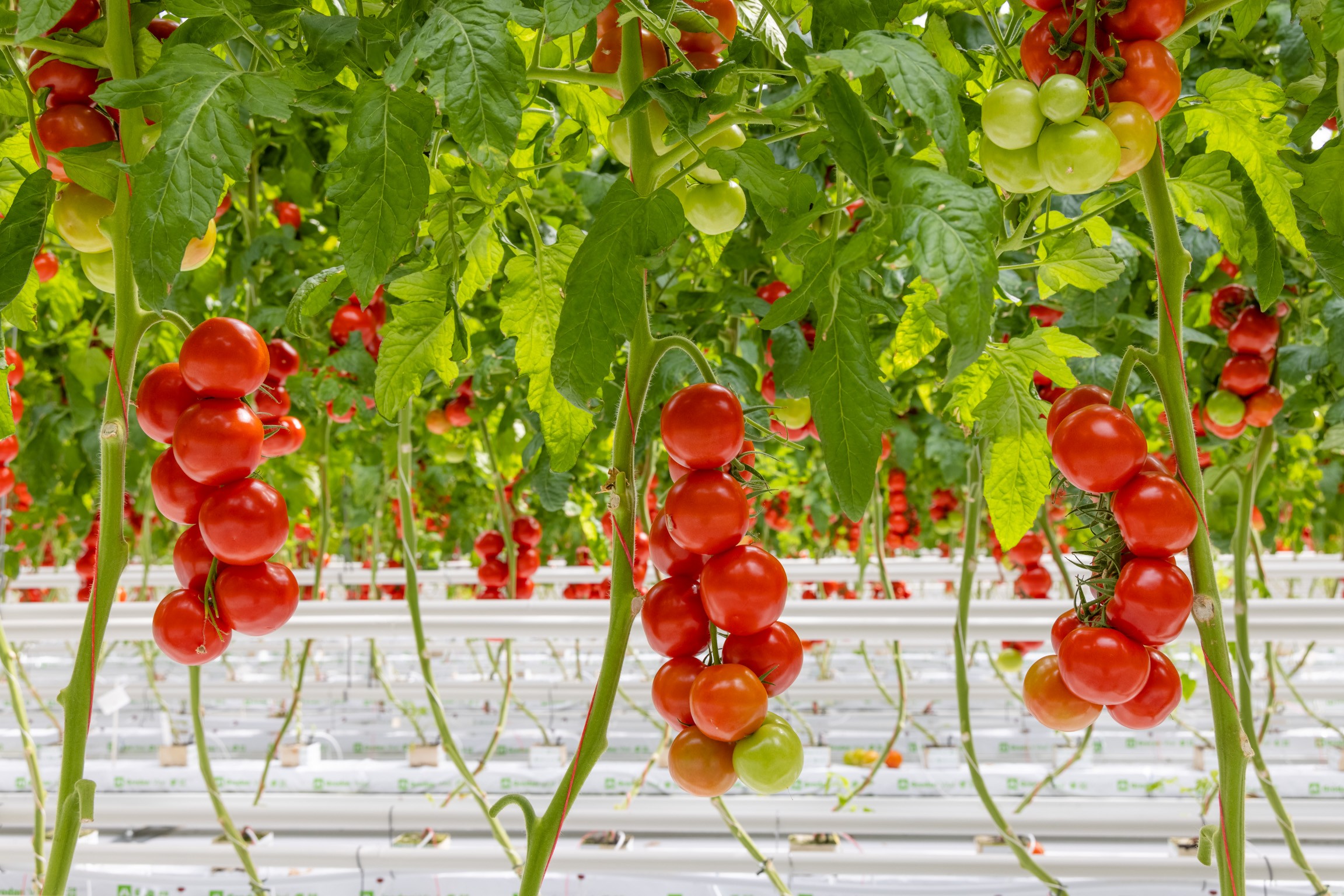 Vanaf 1 september nieuwe noodmaatregelen ToBRFV